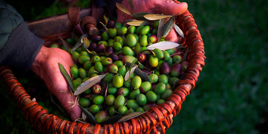 Are Imported Olive Oils Frauds?